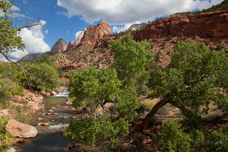 Traumbaum am Virgin River